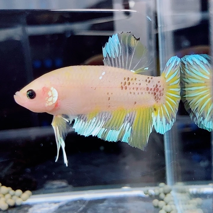 斗鱼黑110号巨否将军