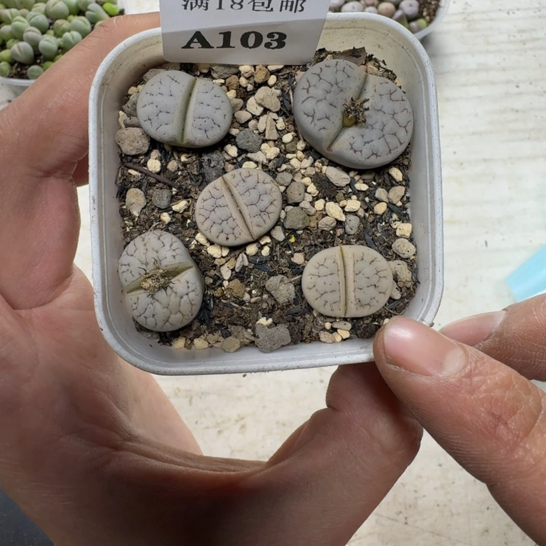 A103。C189。荒一盒