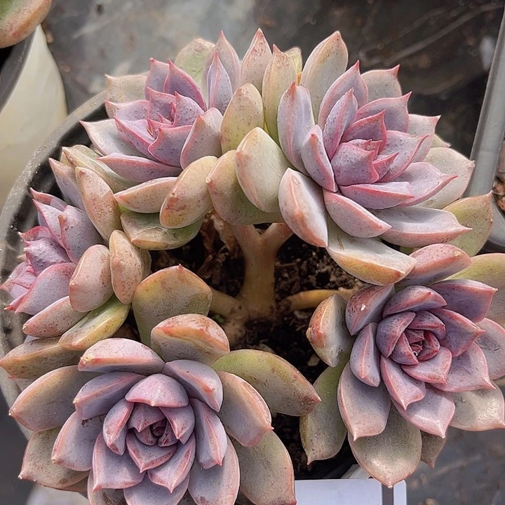 紫薰朵朵缀0935多肉植物