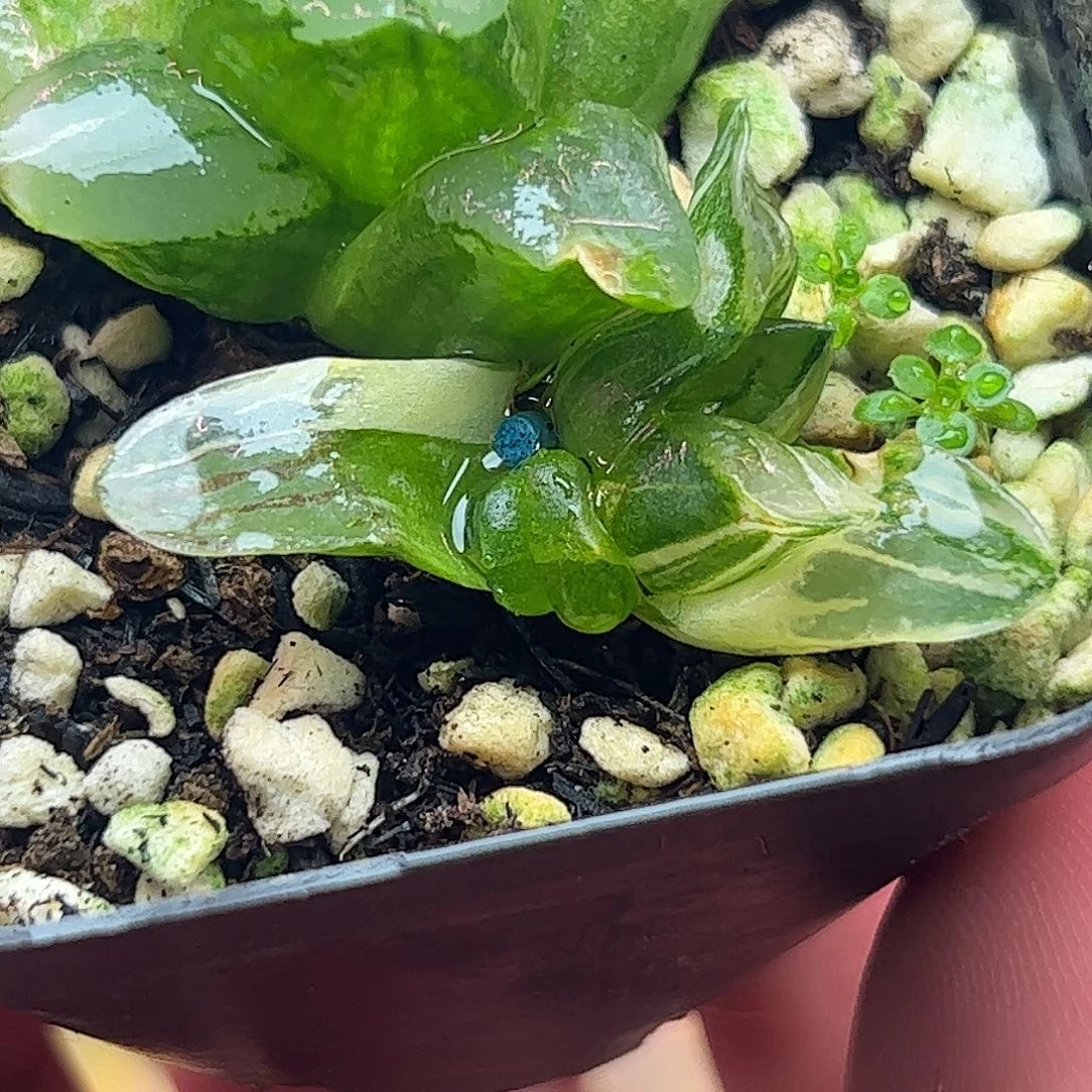 冰城锦十二卷多肉植物