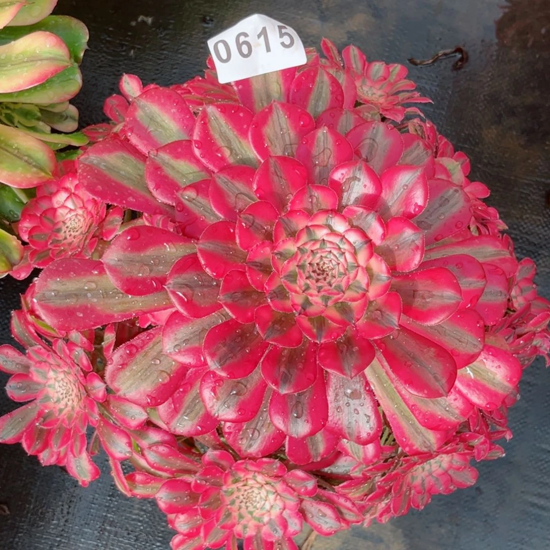 普****地粉铜多肉发货发货