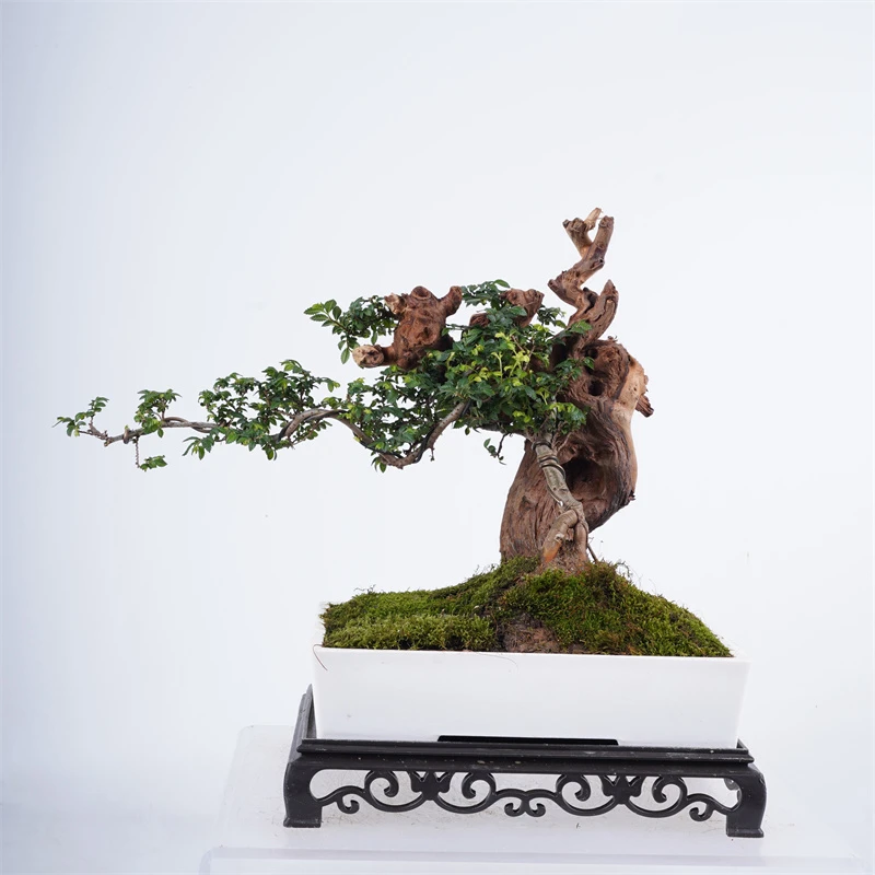 212#  白盆珊瑚木小叶榔榆盆景