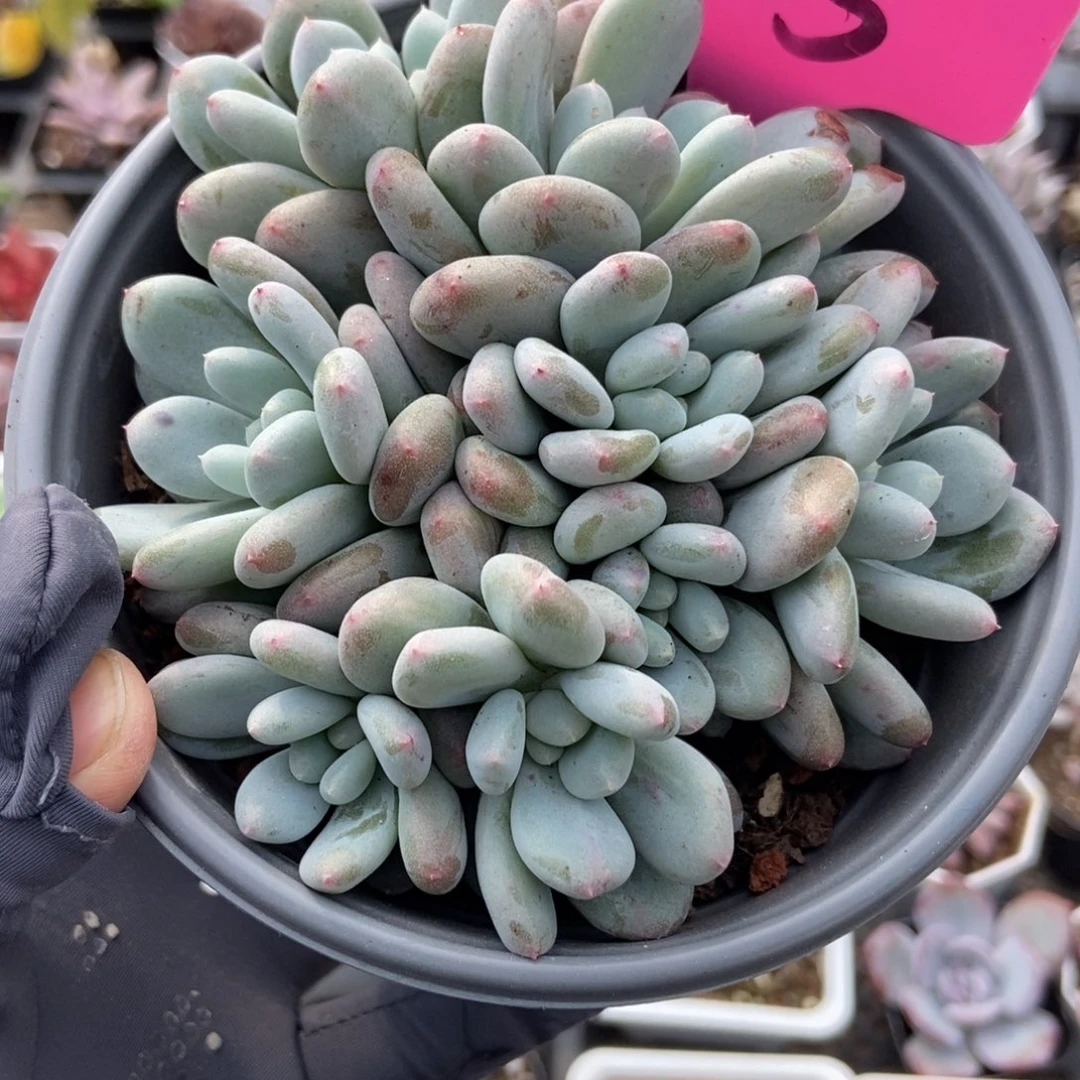 125香香雪多肉植物