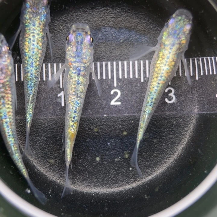 海水鱼海王星2号青鳉