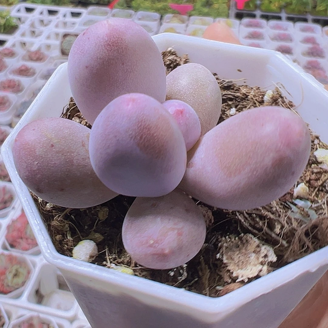 米可奶19包邮多肉植物