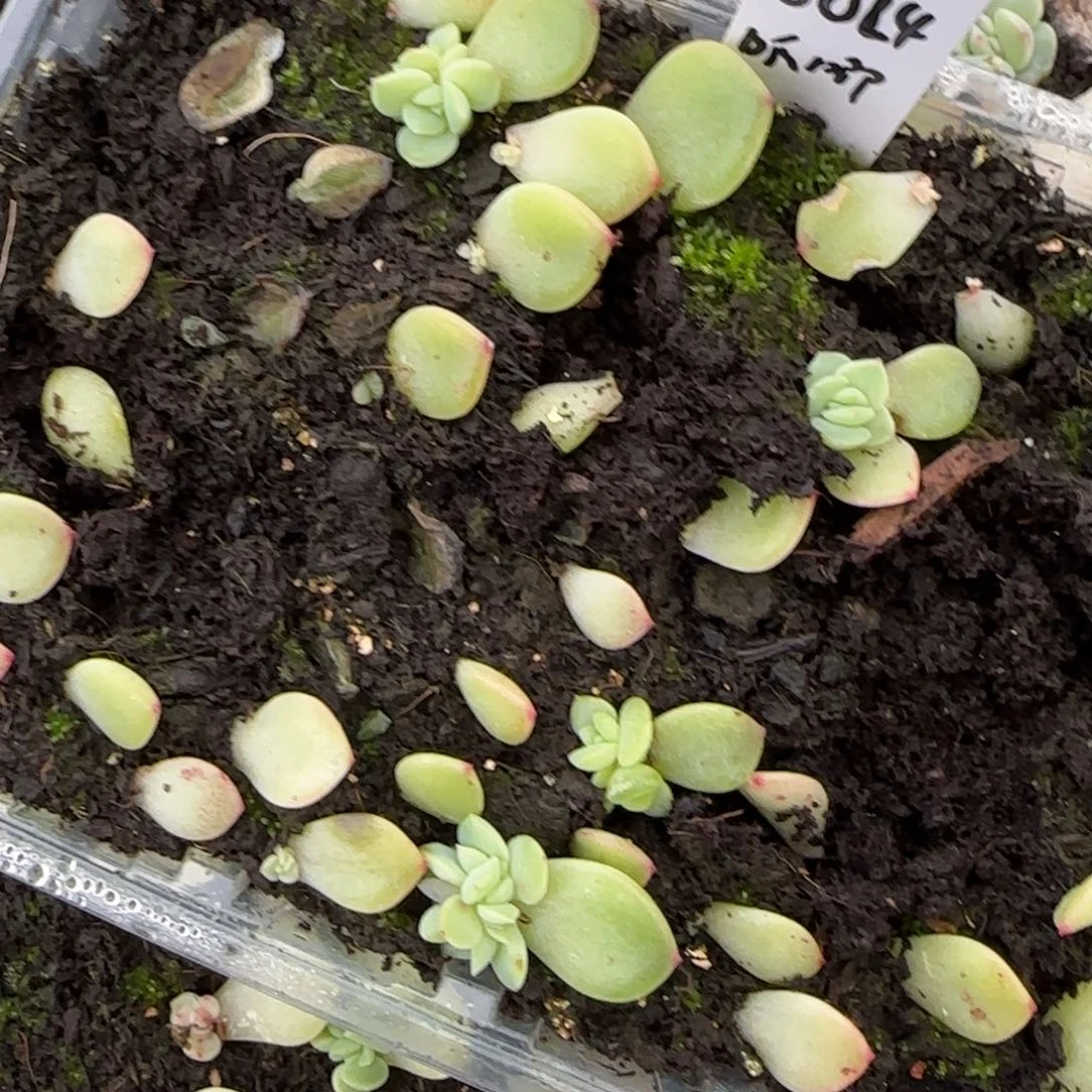 0024 穴1个6床满25包邮