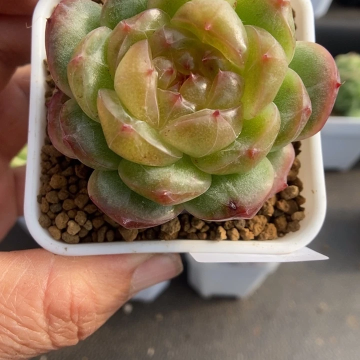 一物一拍一物一拍1116-375