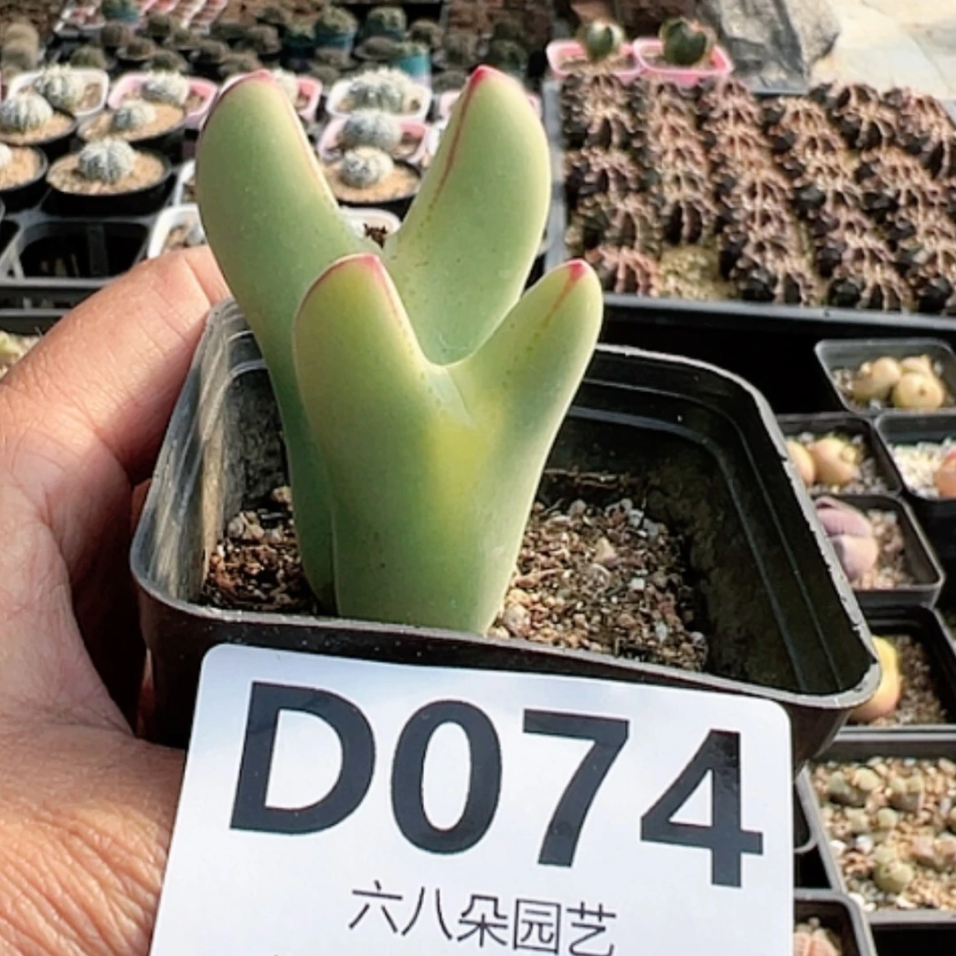 【闪购商品】T****?大将