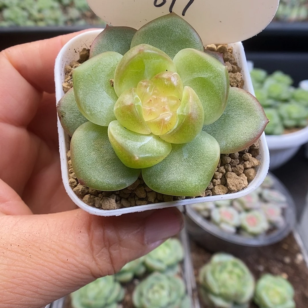 一物一拍一物一拍913-619