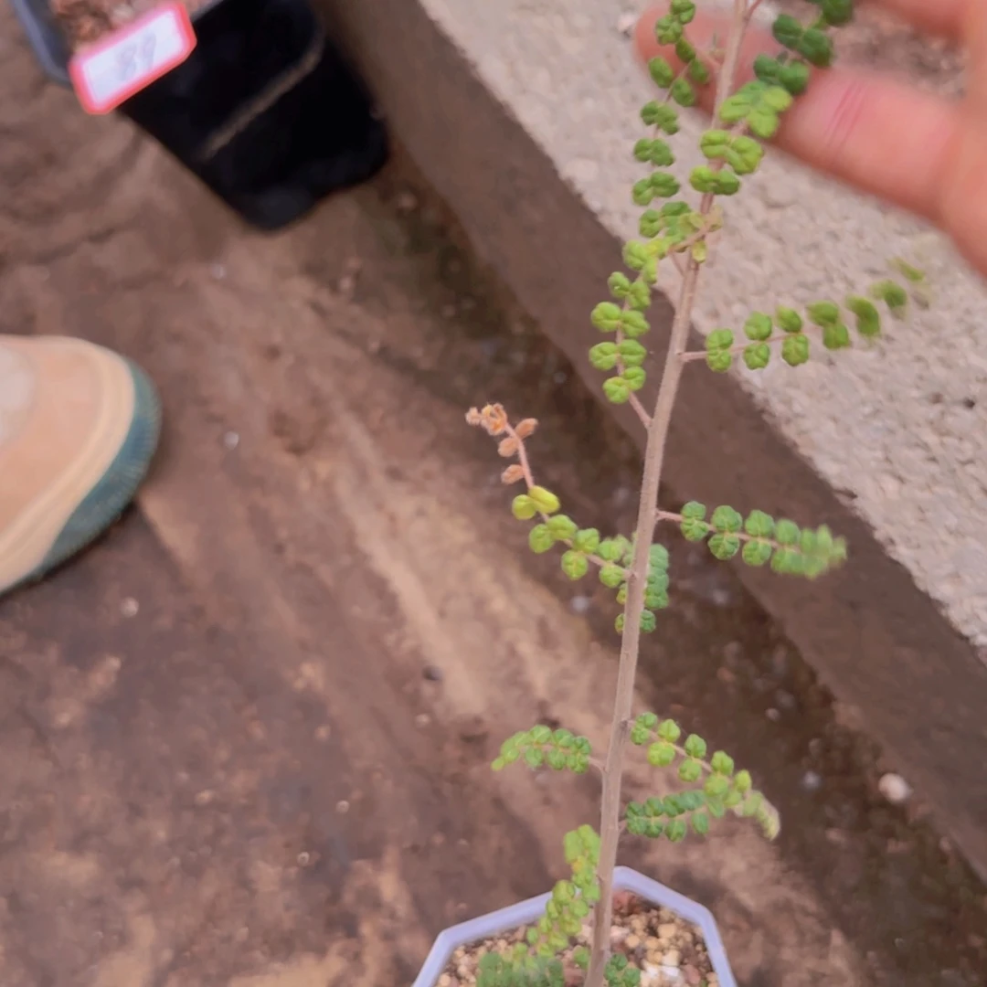 阿*品块根植物块根植物