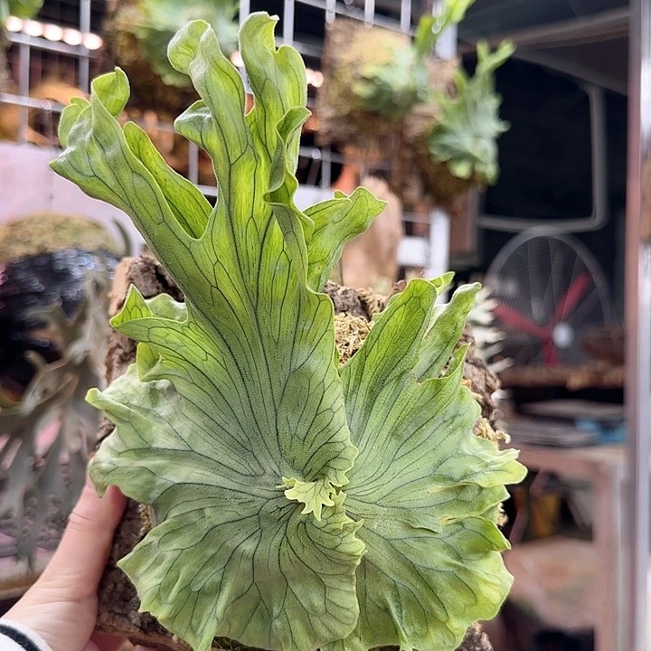 无花朵侏儒卷叶女王鹿角蕨