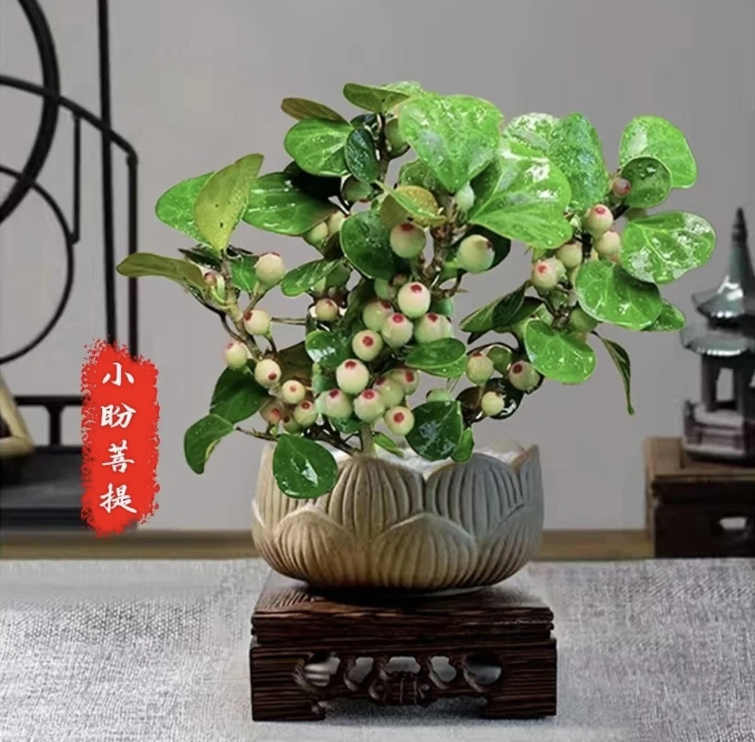 【多果小盼菩提】室内茶桌书桌办公桌盆栽室内好养花卉绿植盆栽