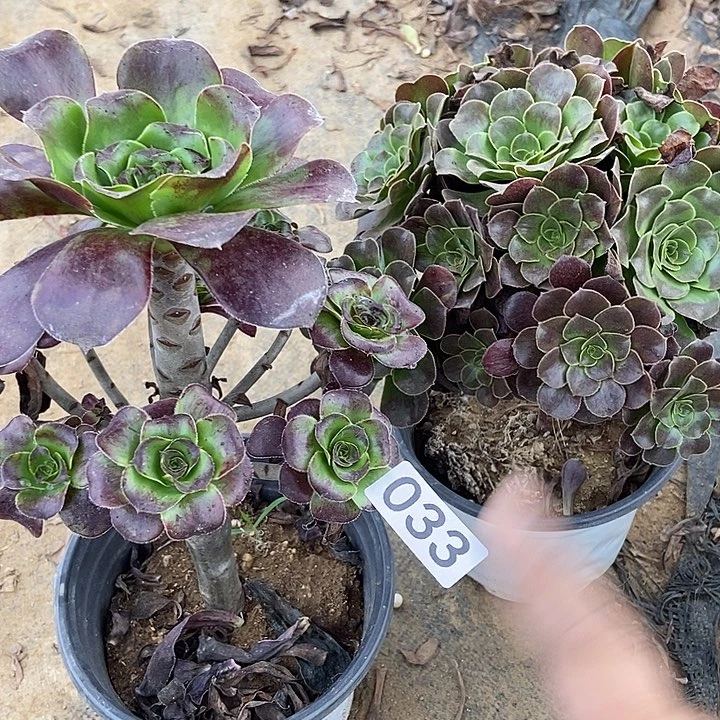 无毒欧若拉多肉33多肉不包断裸根