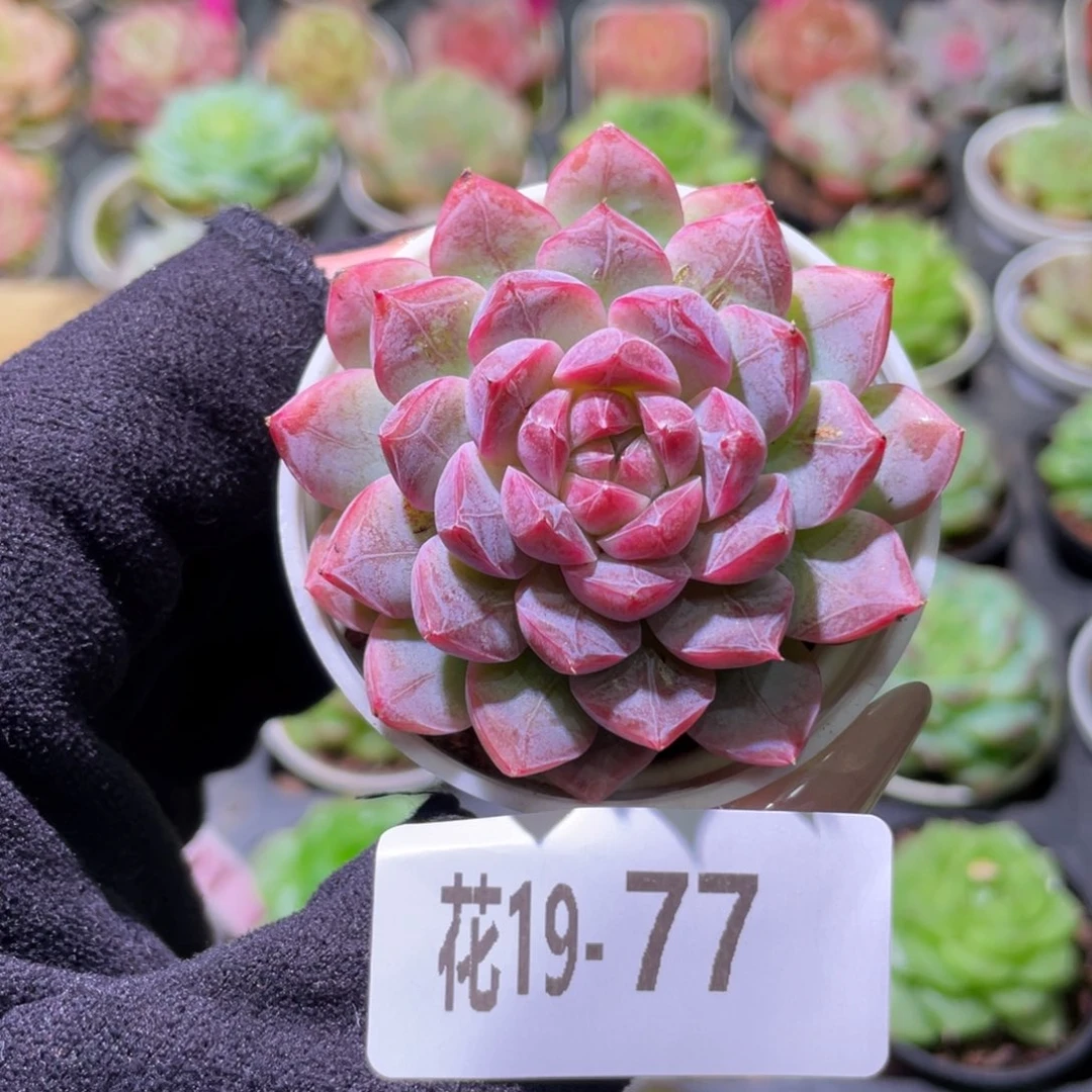 花利美19-77新品单头