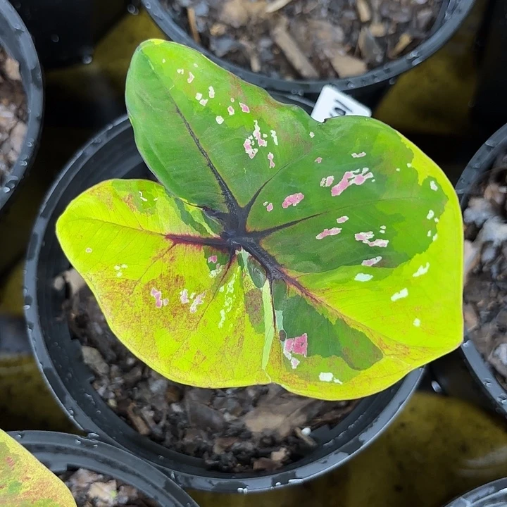 105-0806满月广东现货