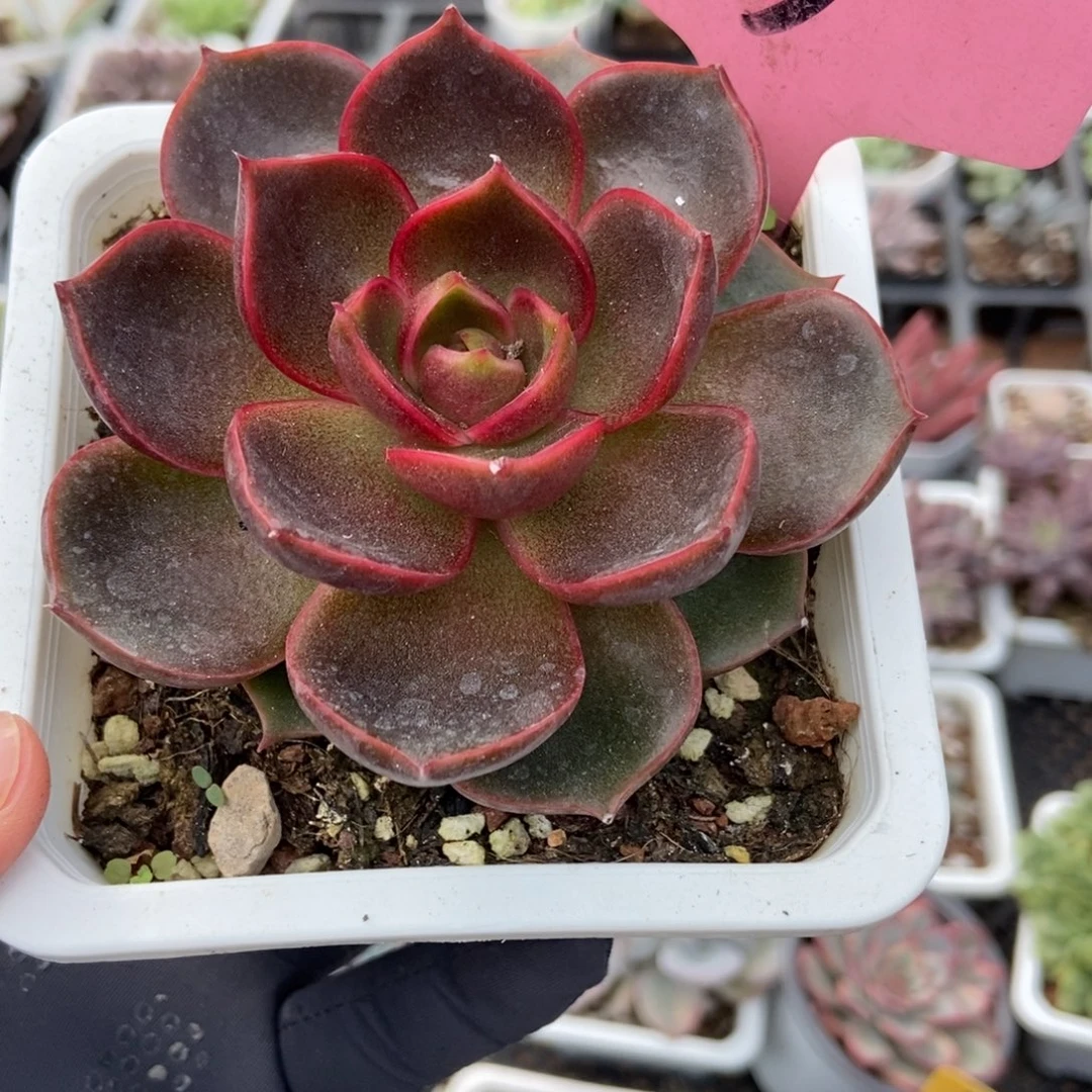 103红灯多肉植物多肉