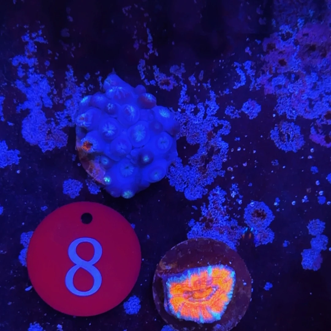 万鱼来朝海水观赏