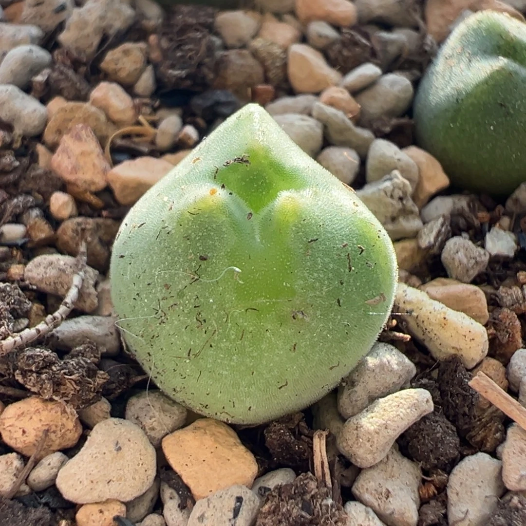 空蝉奔奔多肉植物