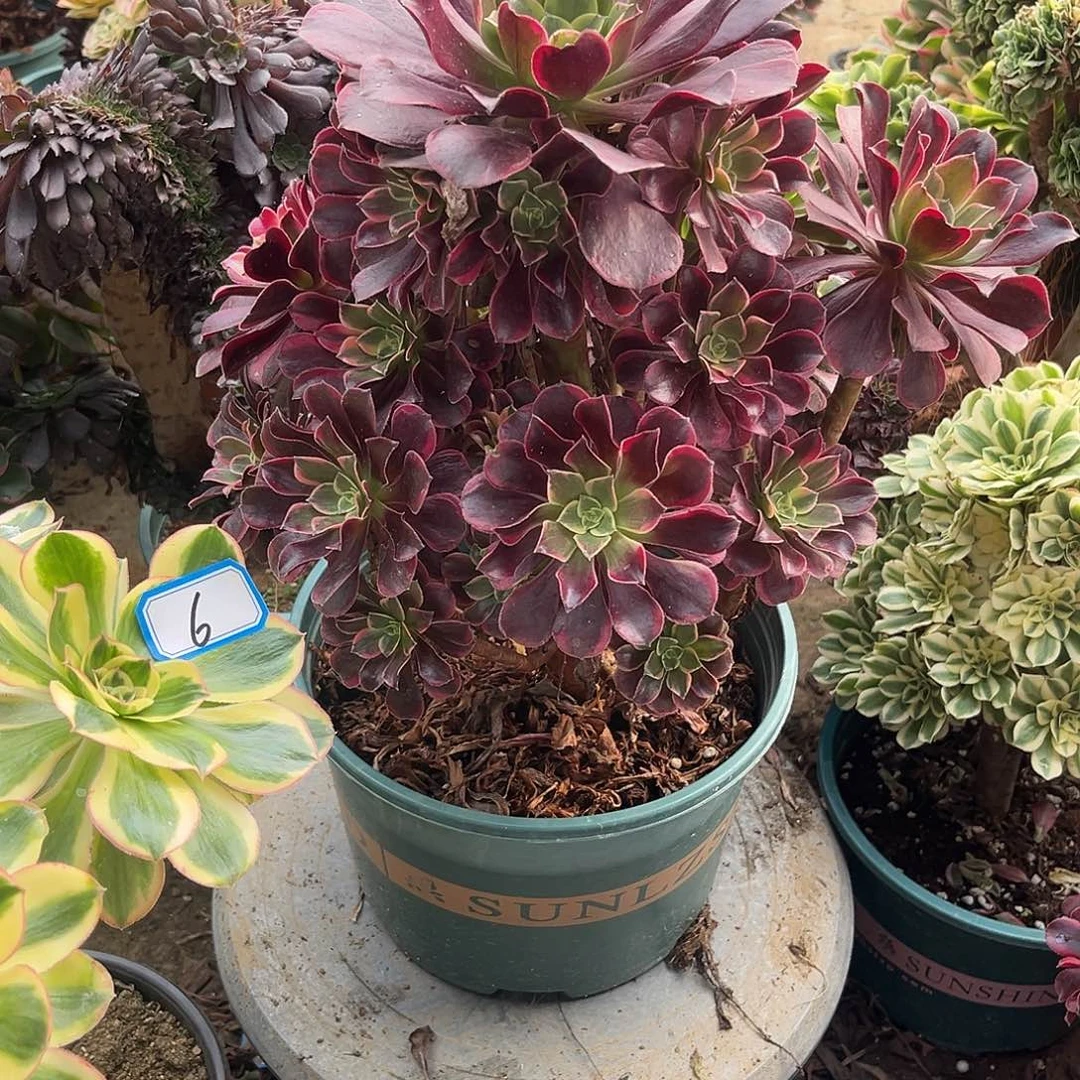 8金丝法师多肉植物