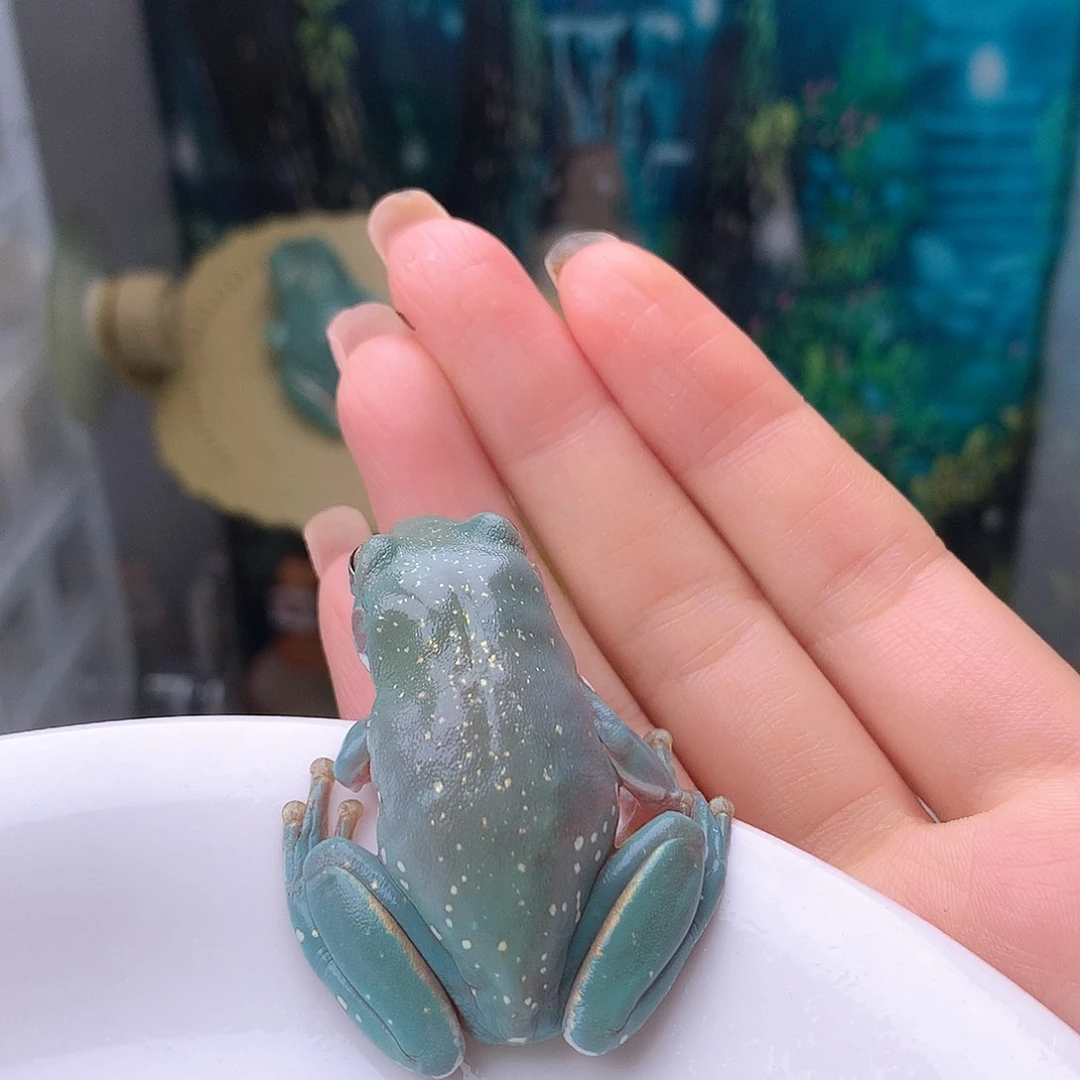 老爷树蛙20号精品宝石珠光蓝！超美洒金