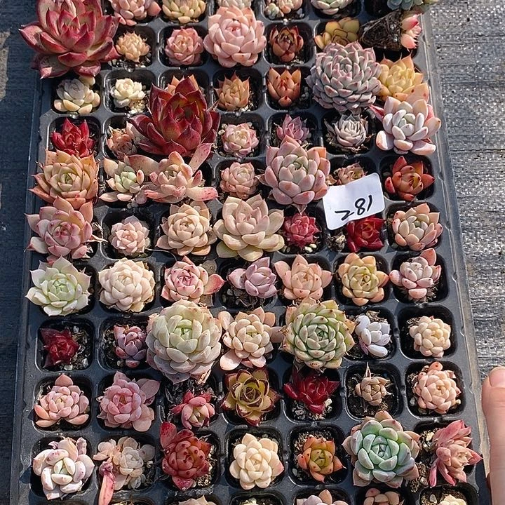 281 多肉植物组合盆栽植物