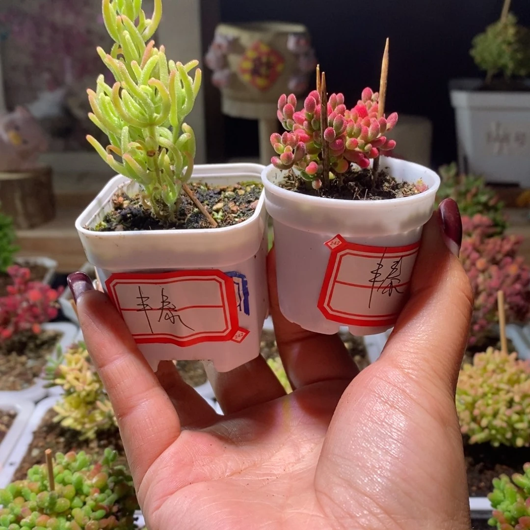 丰****店福利款带盆土发货一物一拍