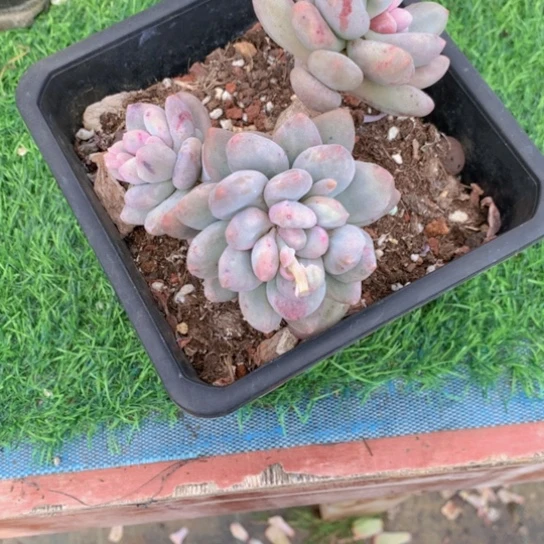 金**白香水石化多肉438664645