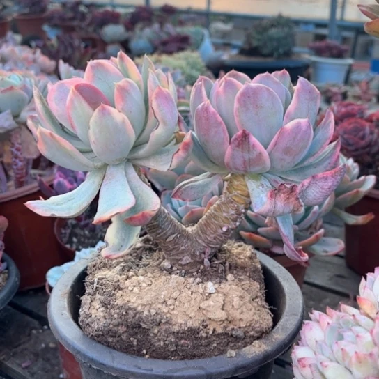 久****?多肉植物的植物