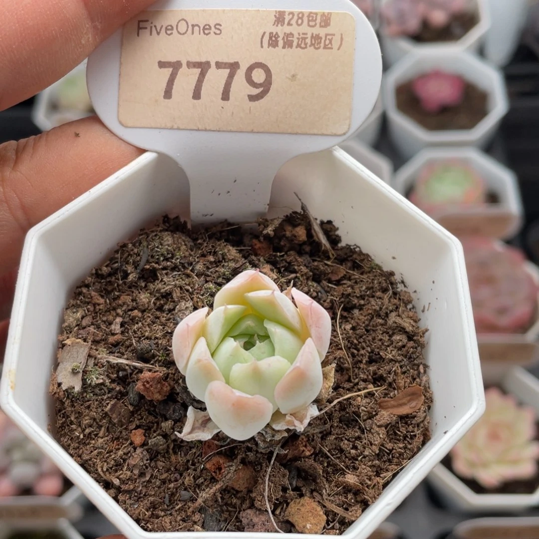 沁心7779-2.5厘米