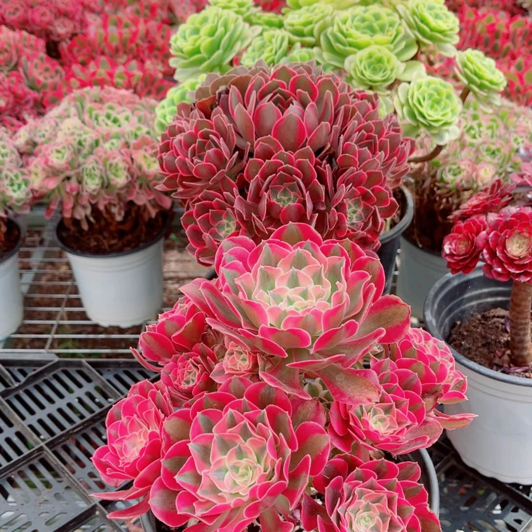 七彩+浣纱（随机送一颗）