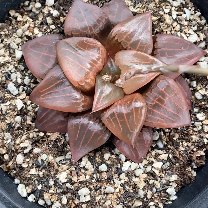 阿房宫一颗。 随机发货。 福利。