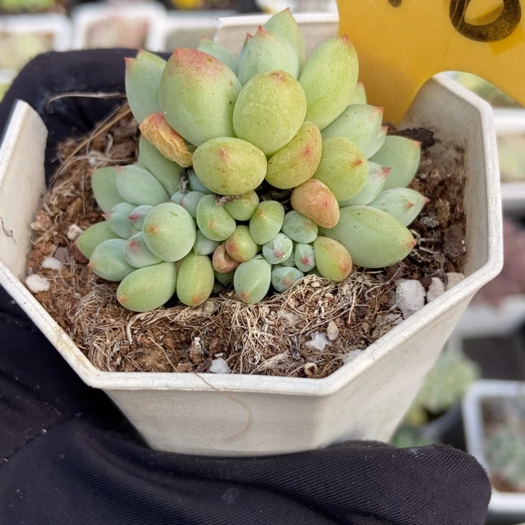 2098萤火虫多肉植物