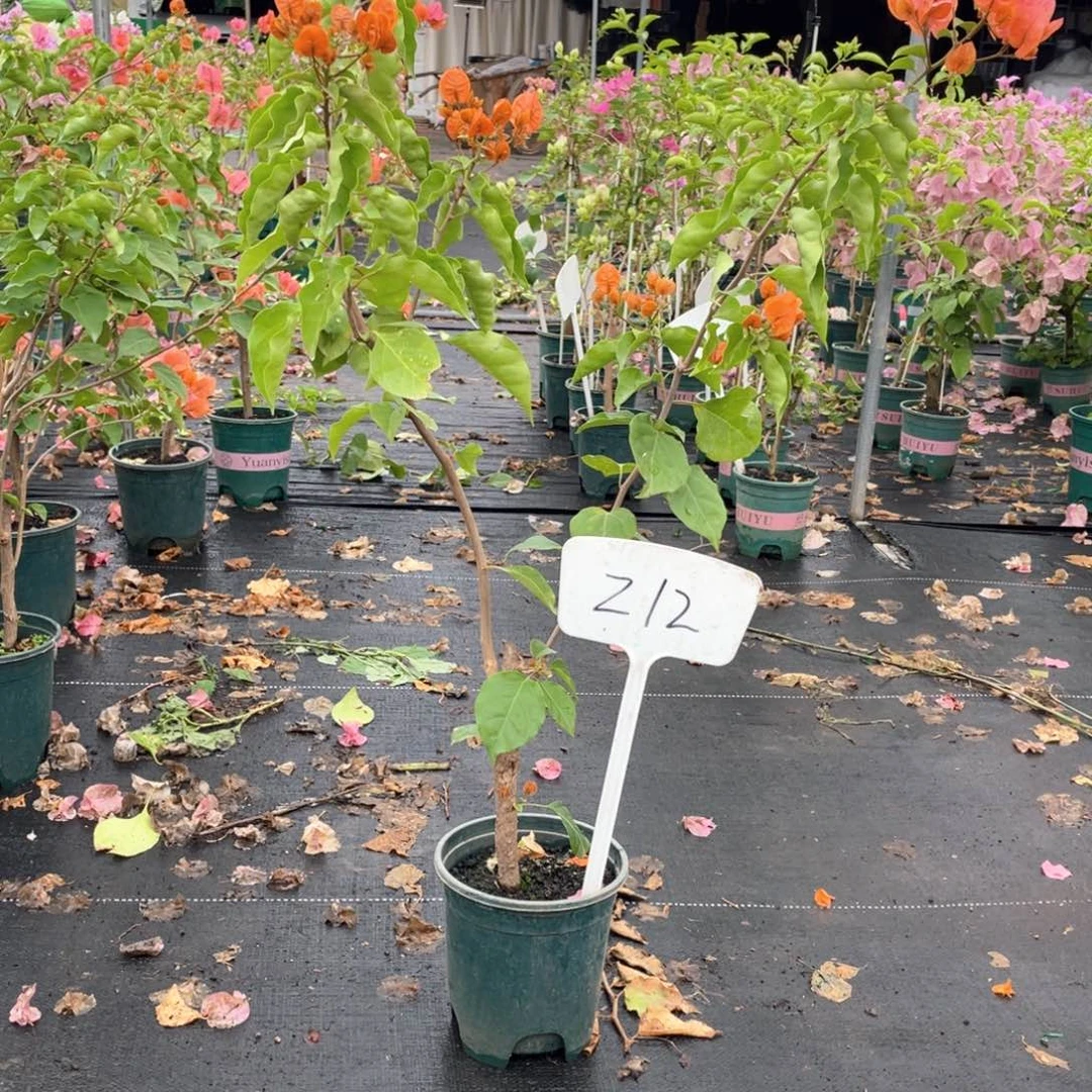梓***渲全部花朵绿叶橙Z12