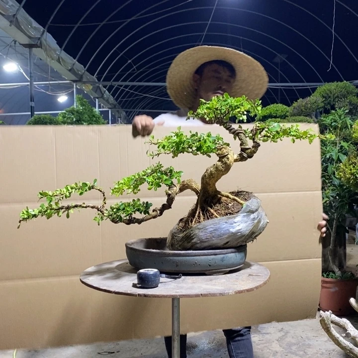 不开花植物黄杨木雕作品欣赏！黄杨木雕作品欣赏！