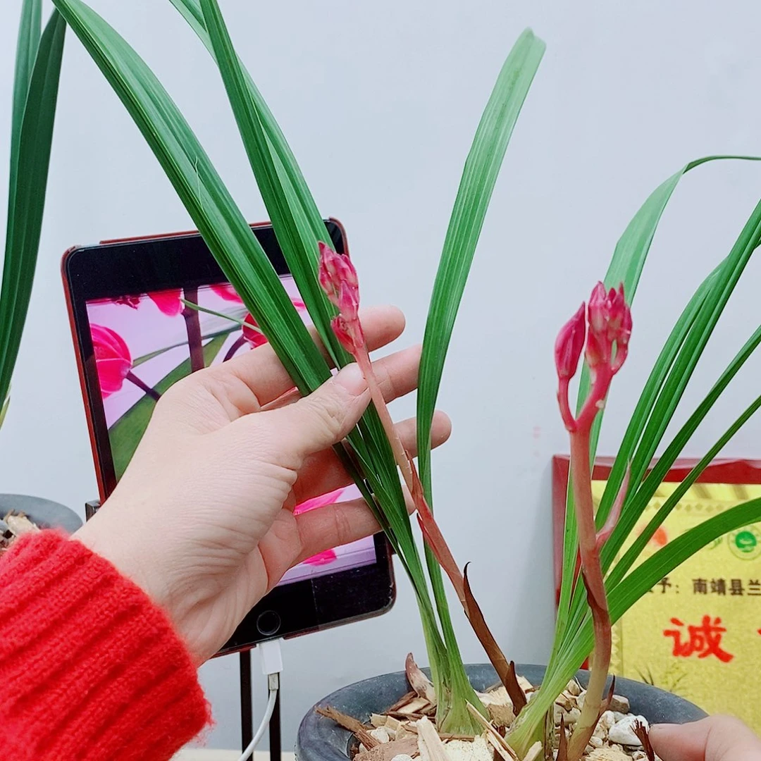 少量花朵（建议范围：2朵-5朵 或40%以下）