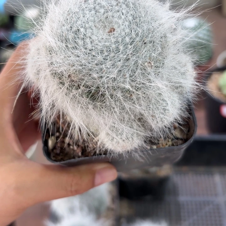 长毛雪猿玉翁好养皮实