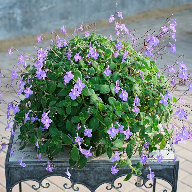 逸棵海明|海豚花大苗种子孑籽苗开花盆栽阳台窗台庭院室内冬季