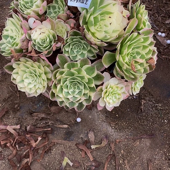 多肉海鲜026多肉植物