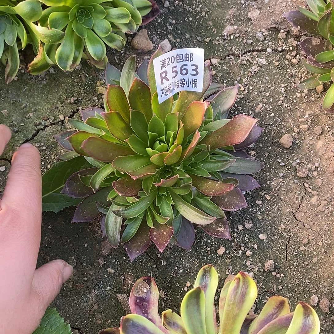 563凤凰多肉法师锦量拍