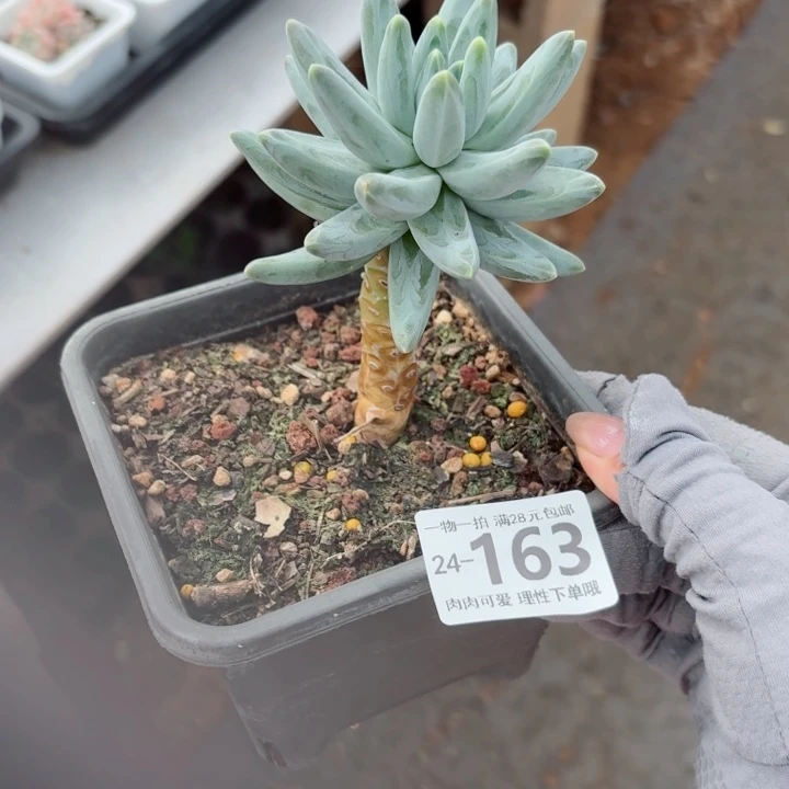 乌拉克拉无盆土发货无