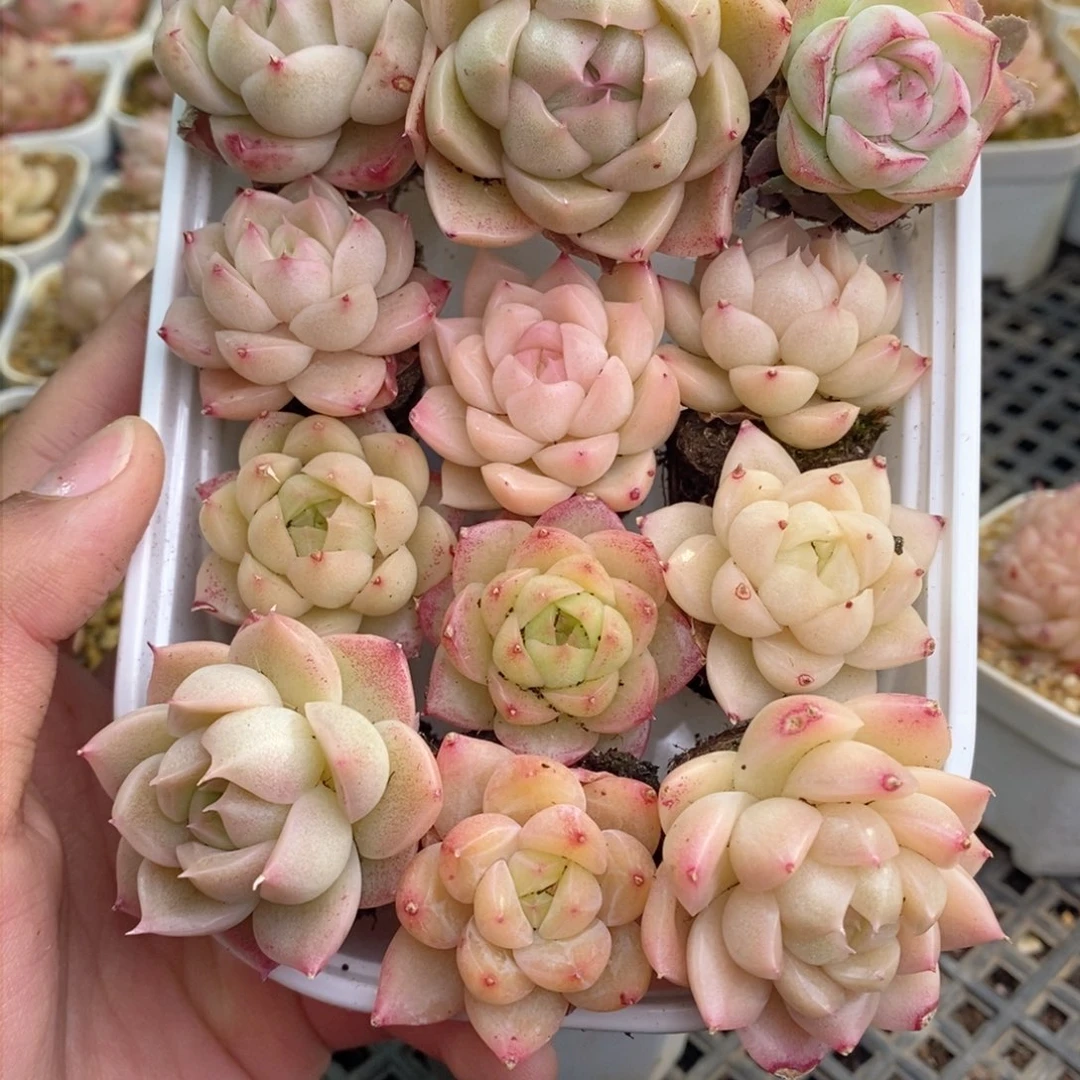 2-495 新疆西藏内蒙不发其他12.8包邮两到三公分多肉