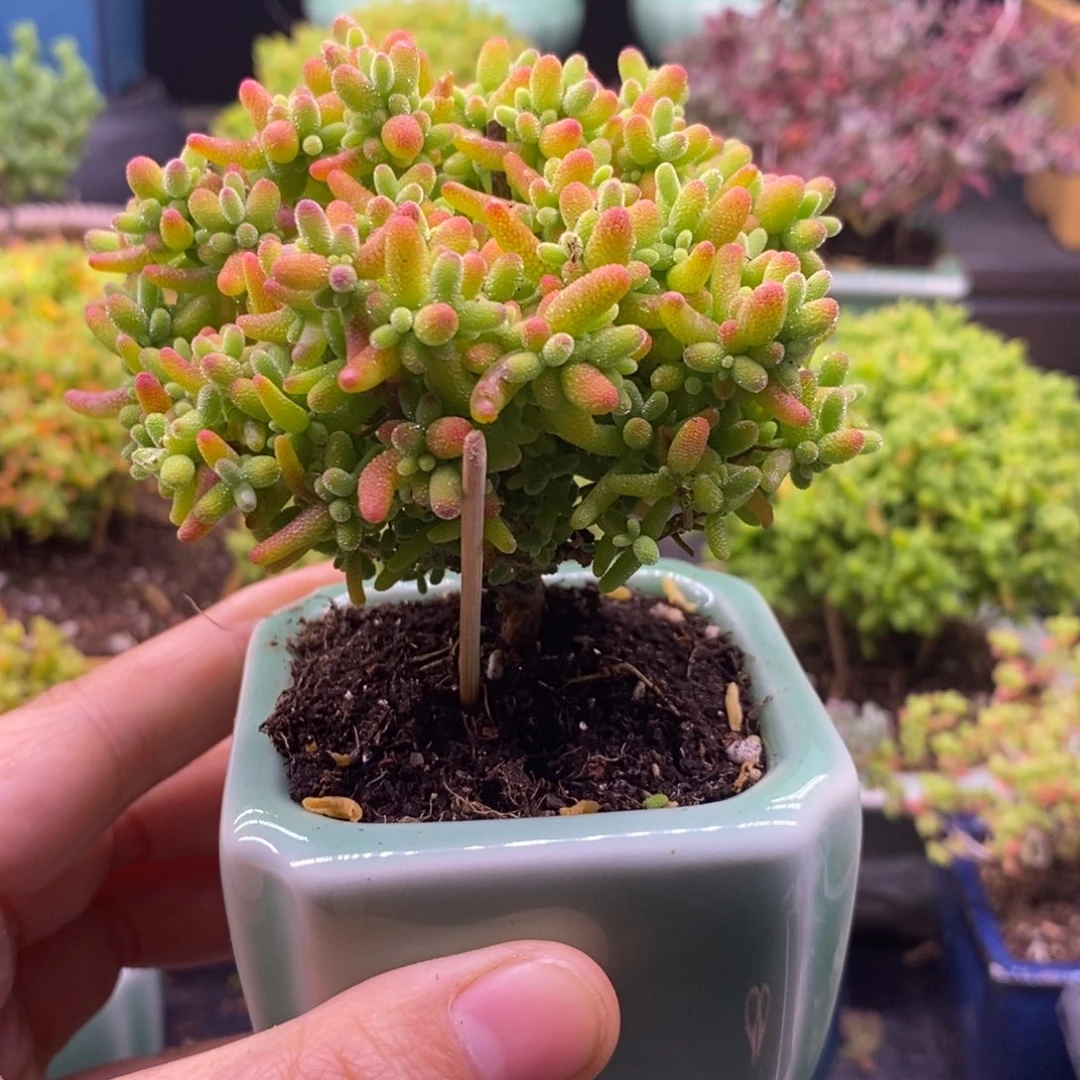 '*D152金橘带盆。