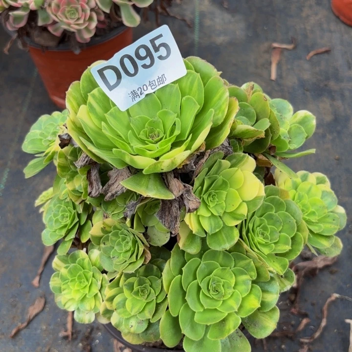 瑞妈多肉植物，095五彩琉璃
