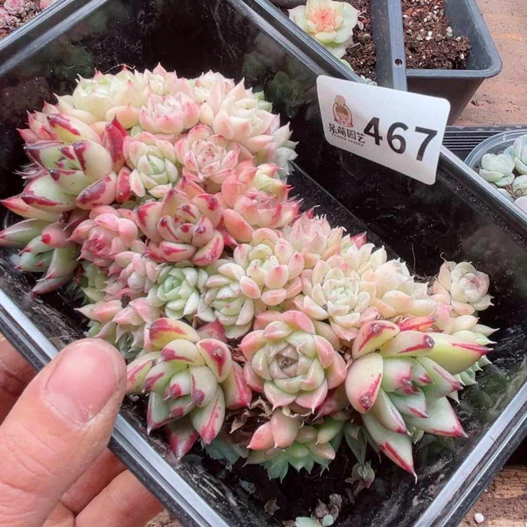 多肉植物多肉植物