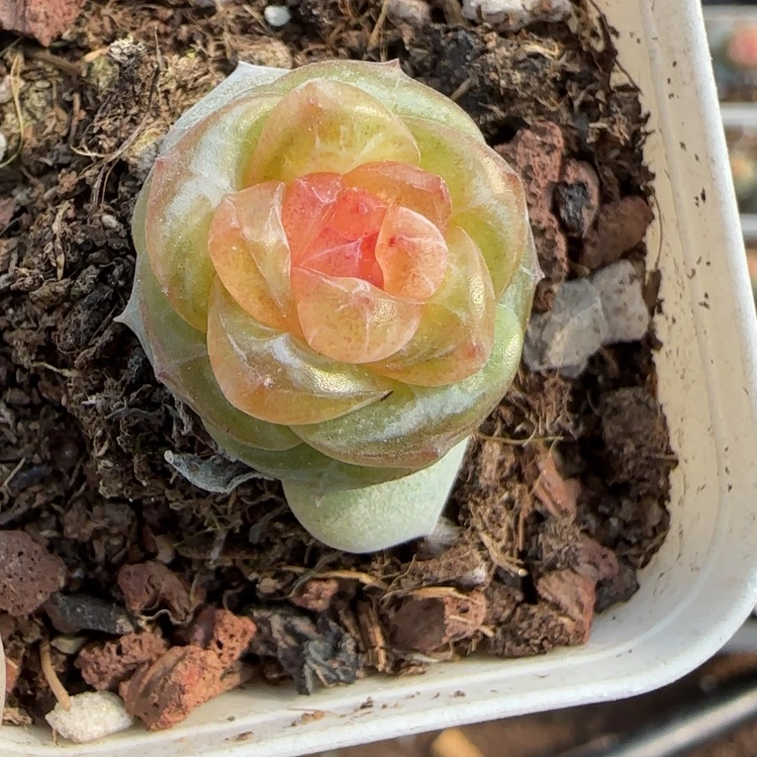 多肉小卡拉米糖心一物一拍