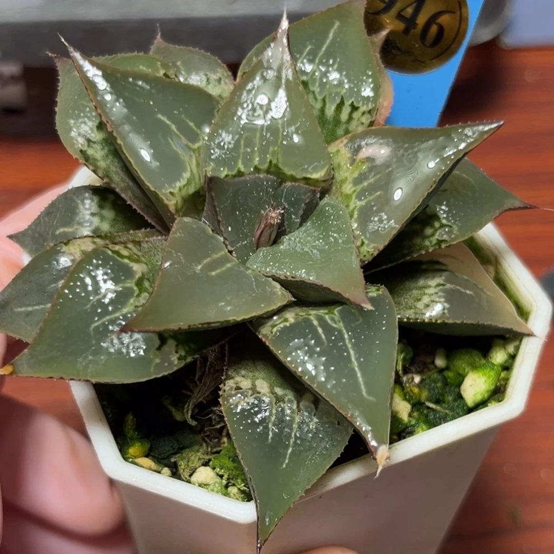 恭喜发财大吉大利946酒吞