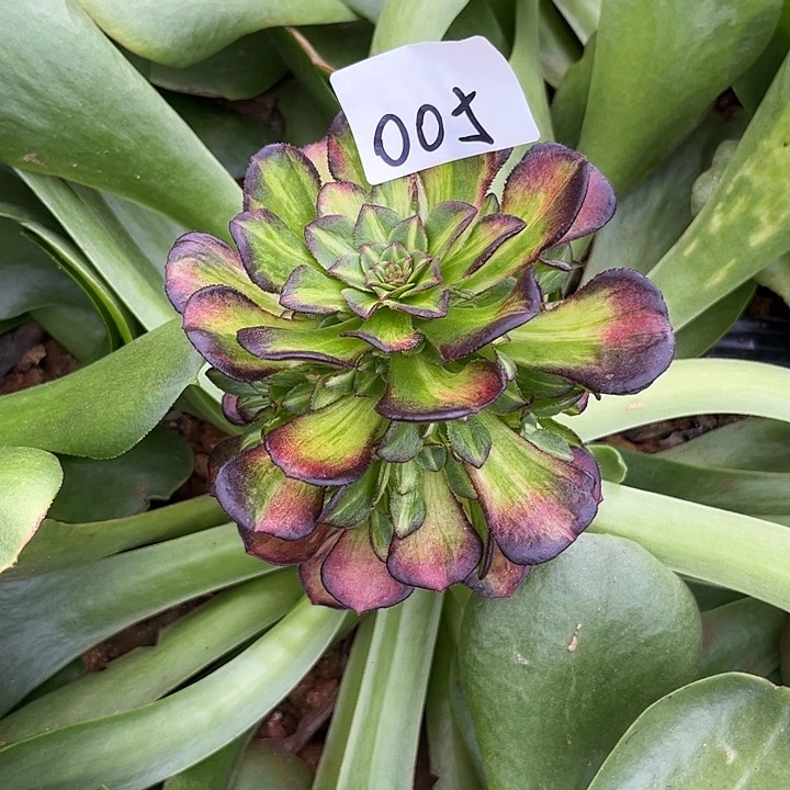 005海王七彩多肉植物