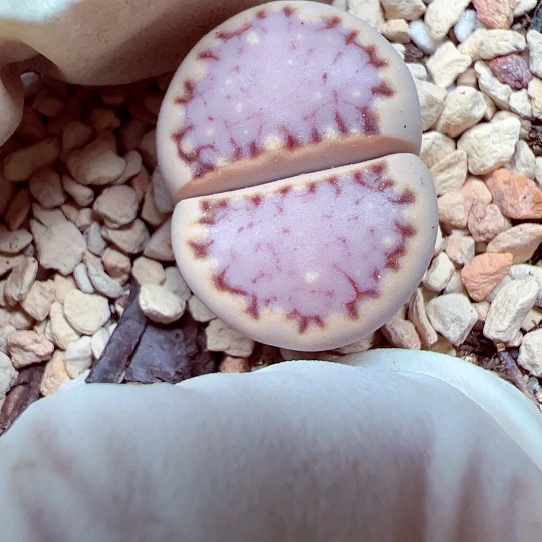 精致优秀的肉肉719-111