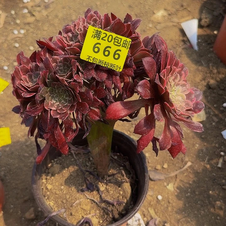 666水墨画缀化多肉