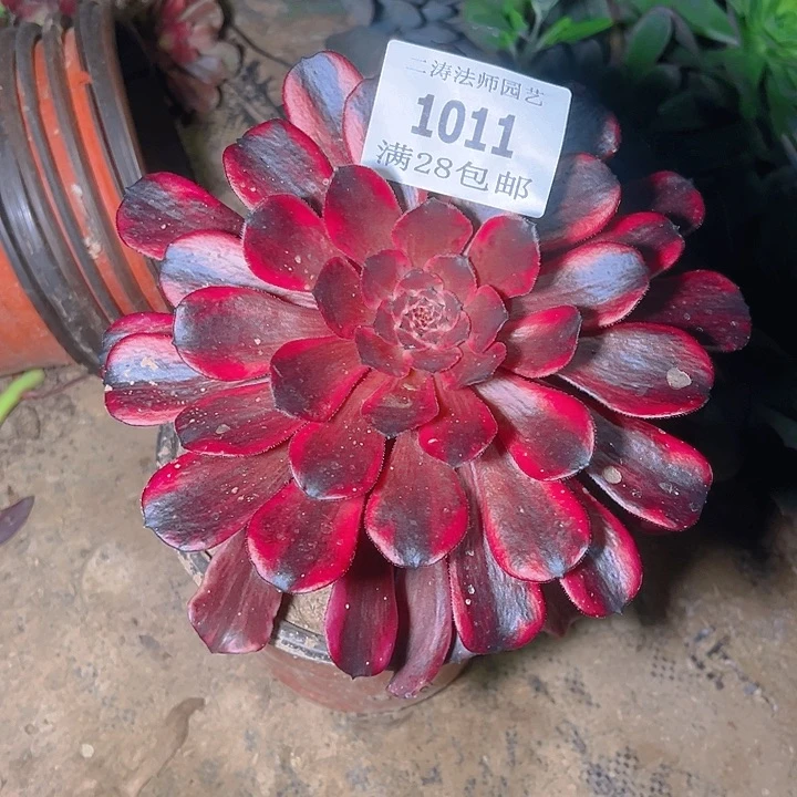 谜*儿1011火烧云多肉植物